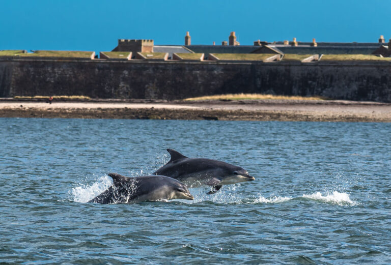 dolphinsinvernesshighlands0509