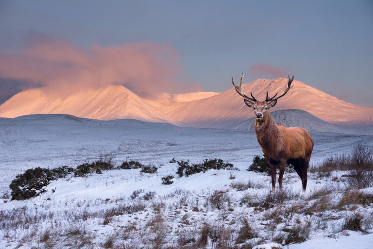 highland-stag-ft-william-2312