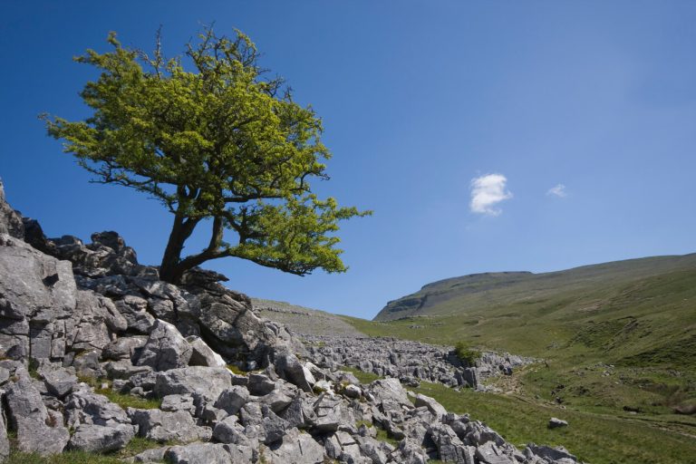 ydales-np-mystery-0708
