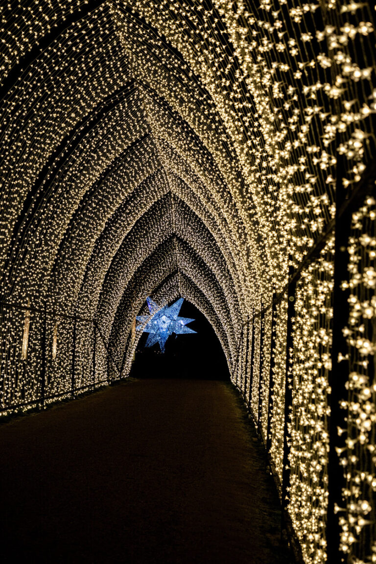 blenheim-christmas-arch-lights-istock-1452759678