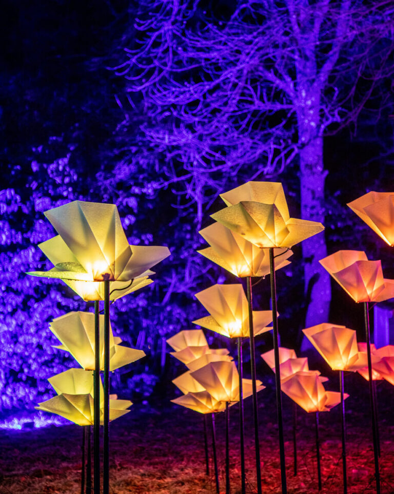 blenheim-christmas-flower-lights-istock-1452759475
